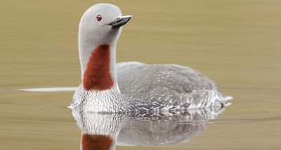 Thousands of seabirds to benefit from Solway Firth expansion